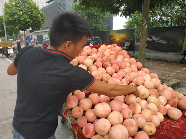 Sự thật về mận, đào “khổng lồ” đóng mác nông sản Sa Pa - 1
