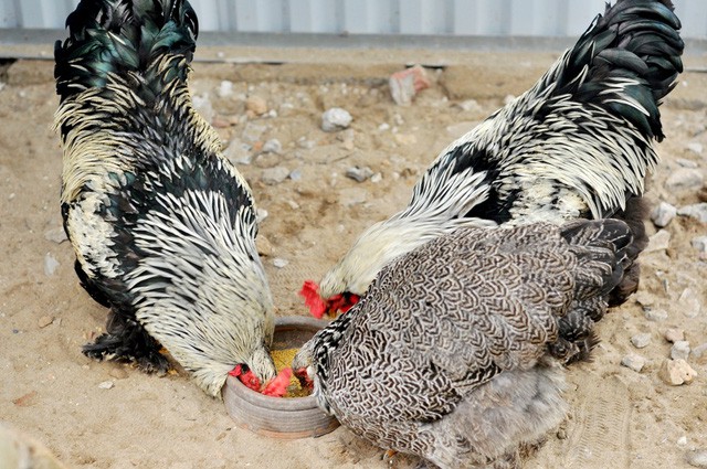 
Mới du nhập vào Việt Nam ít năm nay, gà kỳ lân đang được các đại gia săn lùng về để ăn tiệc, làm quà biếu.
