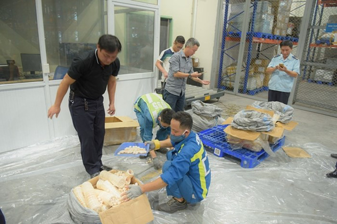 Gần 1 tấn vẩy tê tê, ngà voi trong 2 lô hàng đi máy bay về Việt Nam - Ảnh 2.
