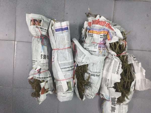 Cần sa “núp bóng” trong thùng… trái cây Cần sa “núp bóng” trong thùng… trái cây