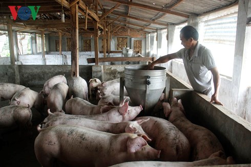 Giá lợn tăng, người chăn nuôi vẫn dè dặt tái đàn gia lon tang nguoi chan nuoi van de dat tai dan