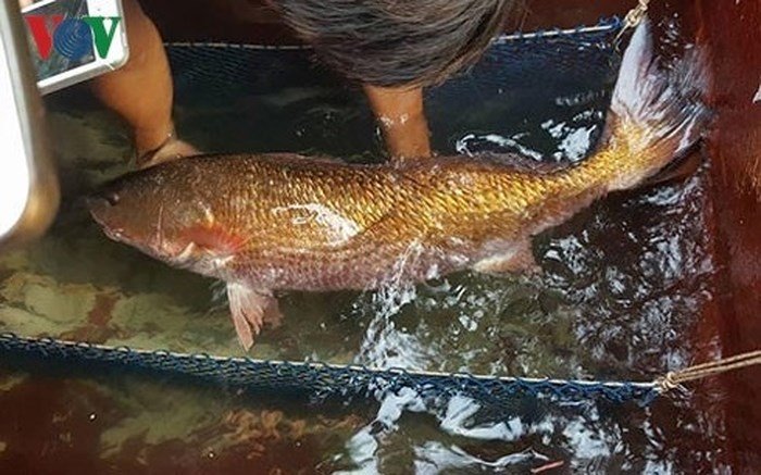 Những loài cá 'đắt như vàng' luôn được săn lùng Những loài cá 'đắt như vàng' luôn được săn lùng