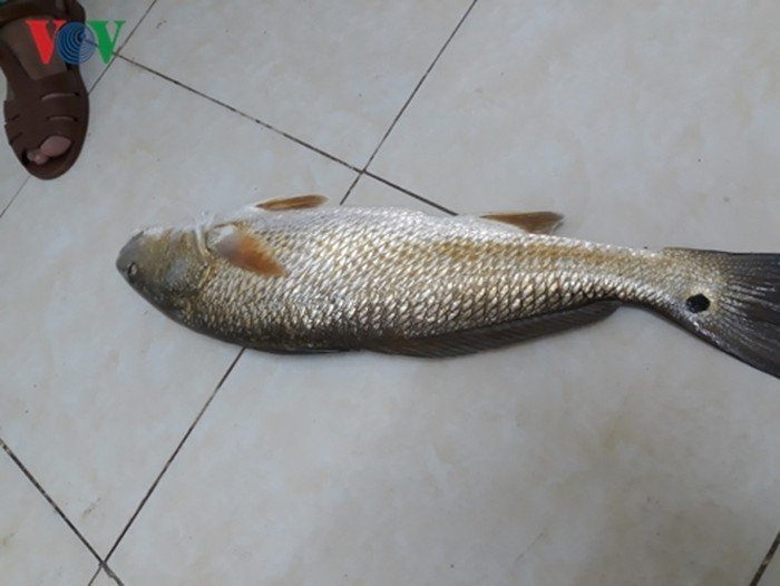 Những loài cá 'đắt như vàng' luôn được săn lùng Những loài cá 'đắt như vàng' luôn được săn lùng