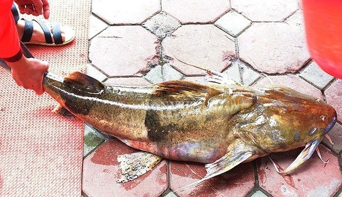Những loài cá 'đắt như vàng' luôn được săn lùng Những loài cá 'đắt như vàng' luôn được săn lùng