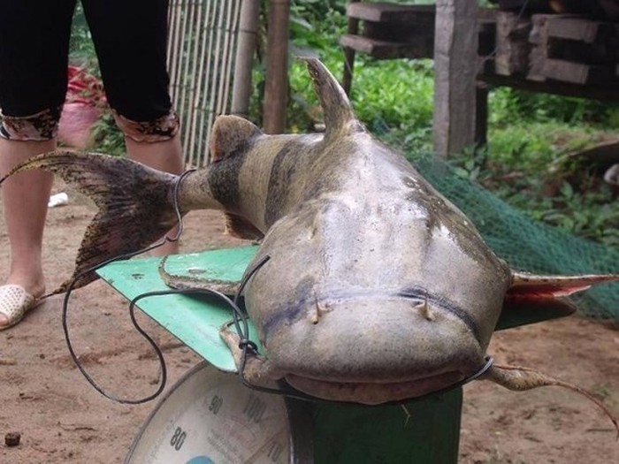 Những loài cá 'đắt như vàng' luôn được săn lùng Những loài cá 'đắt như vàng' luôn được săn lùng