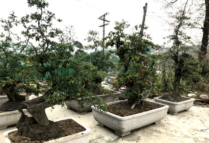 Cây hồng đá bonsai: Hàng lạ tết này, giá tiền tỷ đại gia ôm liền