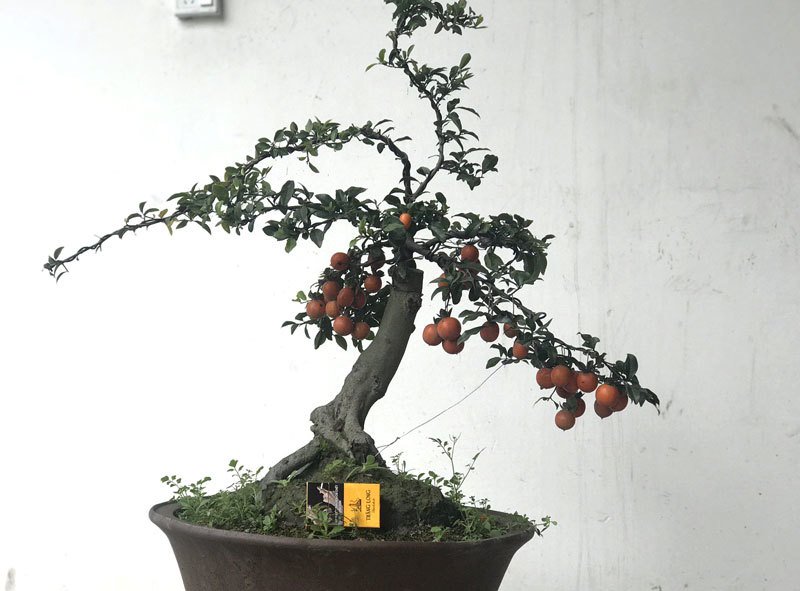 Cây hồng đá bonsai: Hàng lạ tết này, giá tiền tỷ đại gia ôm liền