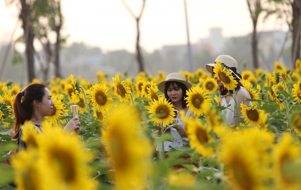 vuon hoa huong duong hon 500000 cay vua xuat hien o sai gon khien nguoi thanh pho miet mai check in