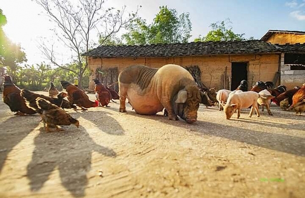 Giá heo (lợn) hơi hôm nay (29/12): Tiếp tục giảm ở hai miền Trung, Nam gia heo lon hoi hom nay 2912 tiep tuc giam o hai mien trung nam