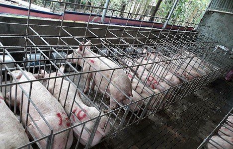 Giá heo hơi hôm nay 13/3: Giảm từ 3.000 đồng/kg đến 4.000 đồng/kg - Ảnh 1. Giá heo hơi hôm nay 13/3: Giảm từ 3.000 đồng/kg đến 4.000 đồng/kg - Ảnh 1.