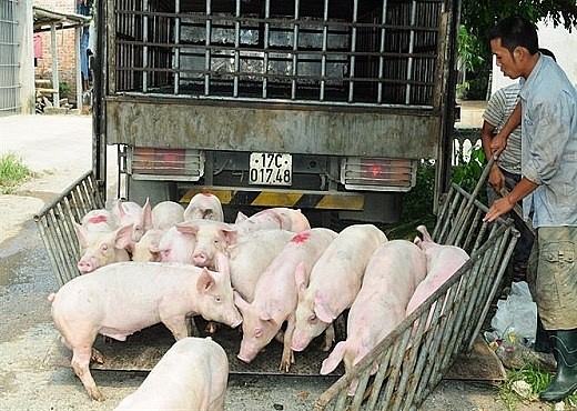 Giá heo hơi hôm nay 15/3: Đà giảm chưa dứt - Ảnh 1. Giá heo hơi hôm nay 15/3: Đà giảm chưa dứt - Ảnh 1.