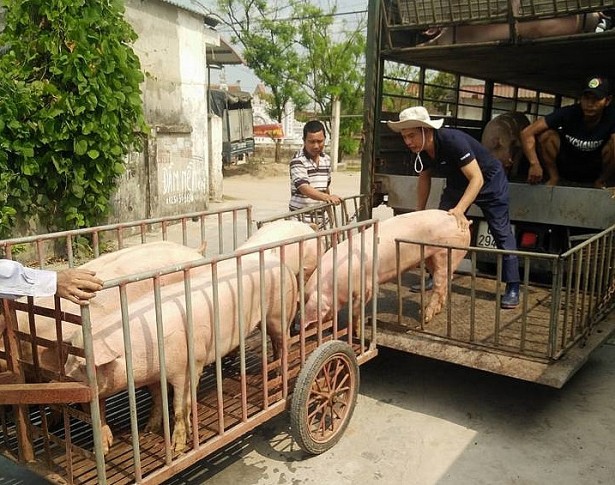 Giá heo hơi hôm nay 18/4: Miền Bắc tiếp tục đi xuống - Ảnh 1. Giá heo hơi hôm nay 18/4: Miền Bắc tiếp tục đi xuống - Ảnh 1.