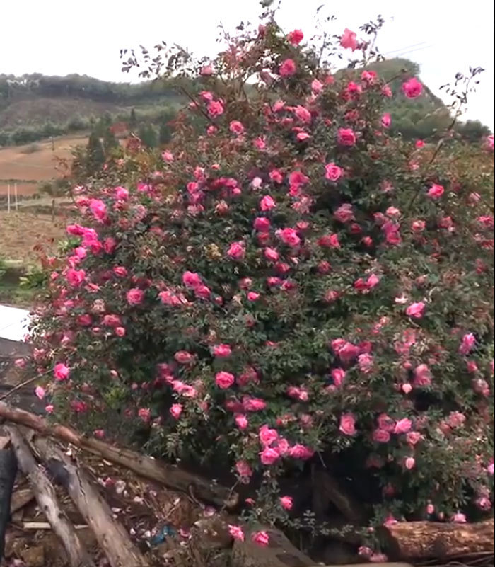 Cây hoa hồng khổng lồ trên đỉnh núi: Nở ngàn bông, 150 triệu không bán
