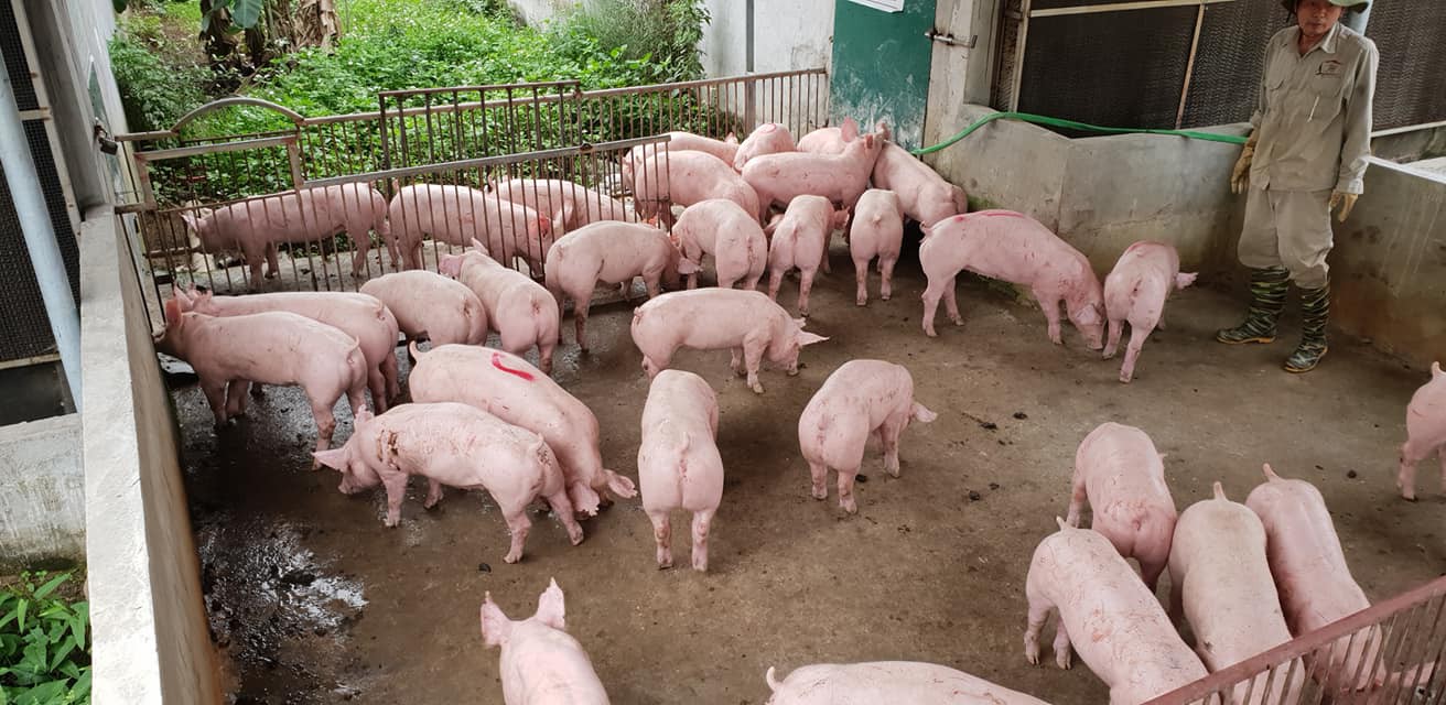 Giá heo hơi hôm nay 26/4: Ba miền cùng lao dốc - Ảnh 1. Giá heo hơi hôm nay 26/4: Ba miền cùng lao dốc - Ảnh 1.