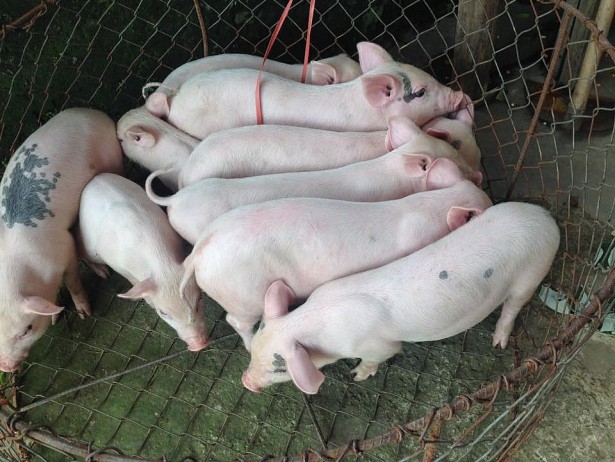 Giá heo hơi hôm nay 12/5: Miền Nam giảm mạnh vào cuối tuần - Ảnh 1. Giá heo hơi hôm nay 12/5: Miền Nam giảm mạnh vào cuối tuần - Ảnh 1.