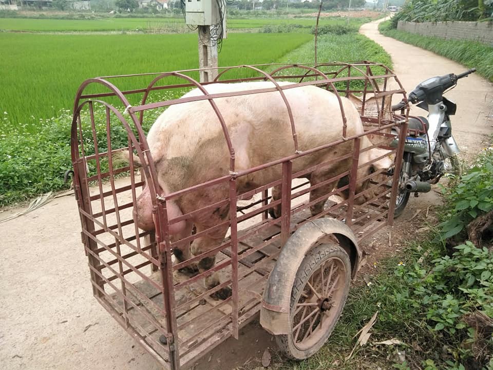 Giá heo hơi hôm nay 15/5: Miền Nam chưa thể phục hồi - Ảnh 1. Giá heo hơi hôm nay 15/5: Miền Nam chưa thể phục hồi - Ảnh 1.