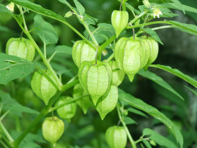Ở Việt Nam mọc dại đầy đường, sang Nhật bán trong siêu thị gần triệu đồng/kg Ở Việt Nam mọc dại đầy đường, sang Nhật bán trong siêu thị gần triệu đồng/kg