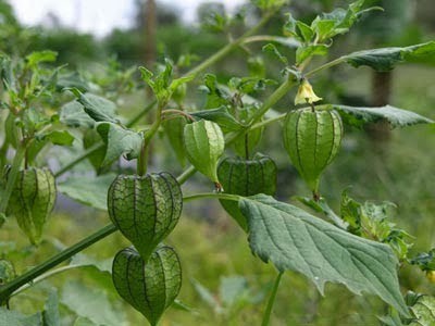 Ở Việt Nam mọc dại đầy đường, sang Nhật bán trong siêu thị gần triệu đồng/kg Ở Việt Nam mọc dại đầy đường, sang Nhật bán trong siêu thị gần triệu đồng/kg
