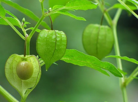 Ở Việt Nam mọc dại đầy đường, sang Nhật bán trong siêu thị gần triệu đồng/kg Ở Việt Nam mọc dại đầy đường, sang Nhật bán trong siêu thị gần triệu đồng/kg