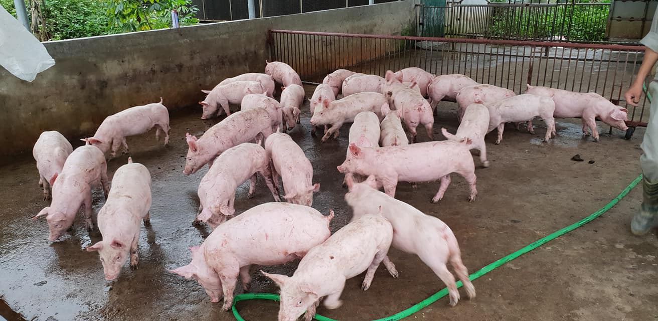 Giá heo hơi hôm nay 16/5: Tăng nhẹ vài nơi - Ảnh 1. Giá heo hơi hôm nay 16/5: Tăng nhẹ vài nơi - Ảnh 1.
