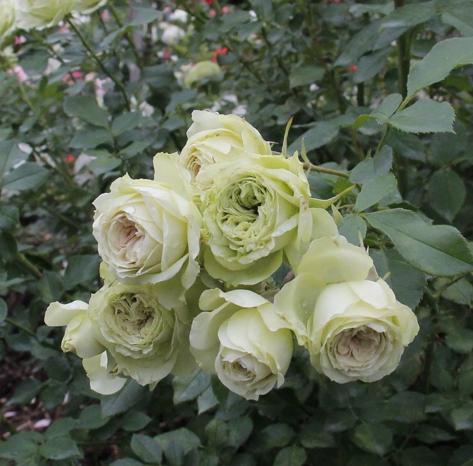 Hoa hồng ngoại màu xanh cháy hàng vì đắt khách