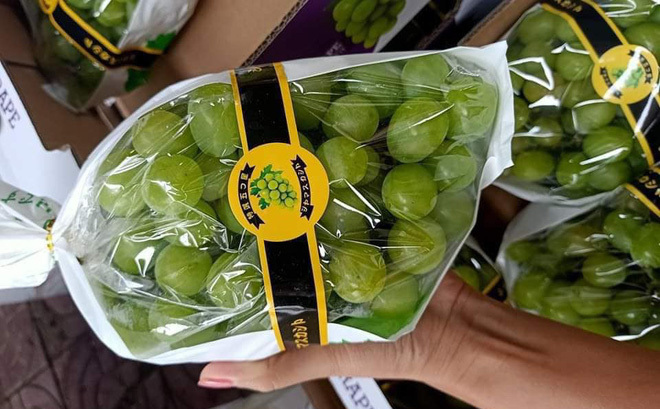 Thực hư nho sữa Nhật Bản siêu đắt bất ngờ xuống giá thê thảm Thực hư nho sữa Nhật Bản siêu đắt bất ngờ xuống giá thê thảm