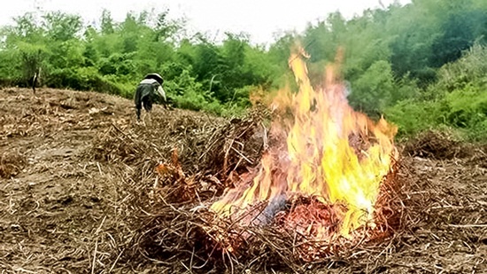 Báo động tình trạng cháy rừng