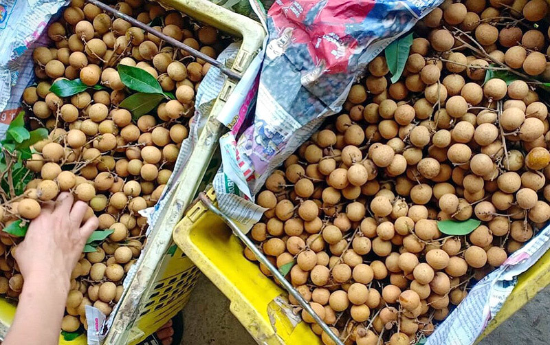 Loại nhãn xấu xí dần mất tích, dân sành ăn săn lùng khắp nơi