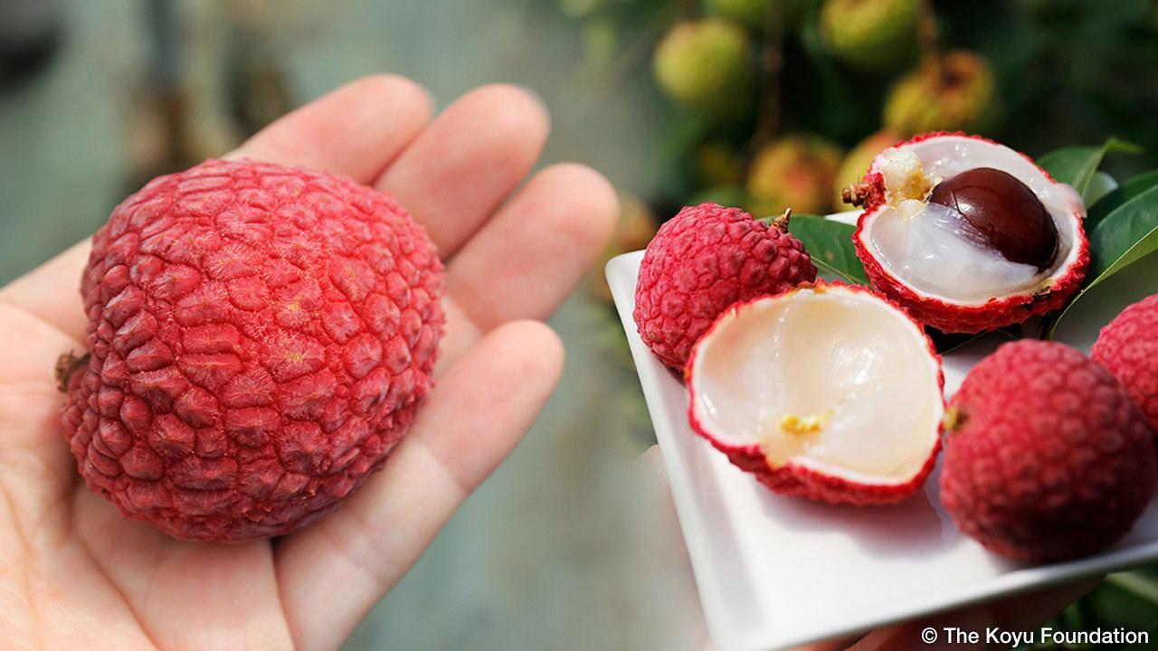 Vải thiều Nhật Bản 1 triệu/6 quả vẫn đắt hàng ở Việt Nam