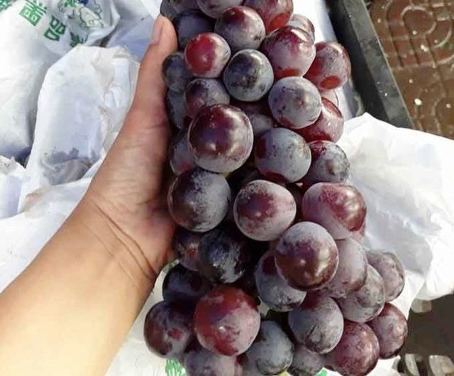 Đào, nho, mận Trung Quốc gắn mác Việt bán tràn ngập nhiều phố Sài thành Đào, nho, mận Trung Quốc gắn mác Việt bán tràn ngập nhiều phố Sài thành