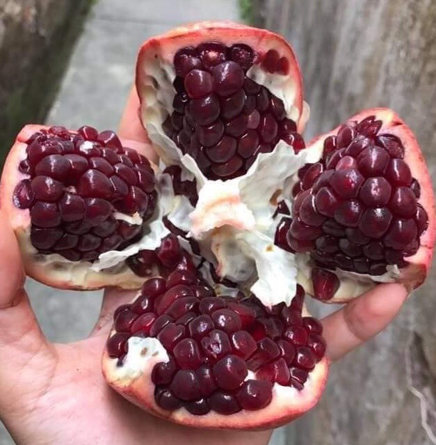 Quả lạ đen thui, quên nỗi sợ hàng Tàu chị em lùng ăn làm đẹp Quả lạ đen thui, quên nỗi sợ hàng Tàu chị em lùng ăn làm đẹp
