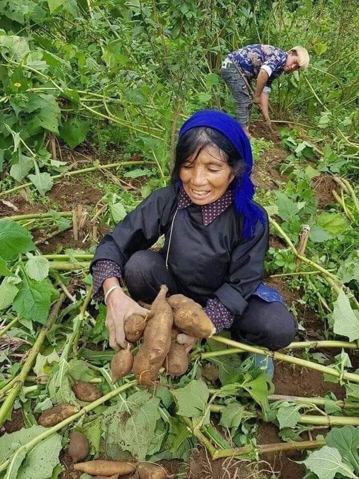 Sâm đất đại bổ mà rẻ như khoai lang, chỉ 15.000 đồng/kg tại vườn