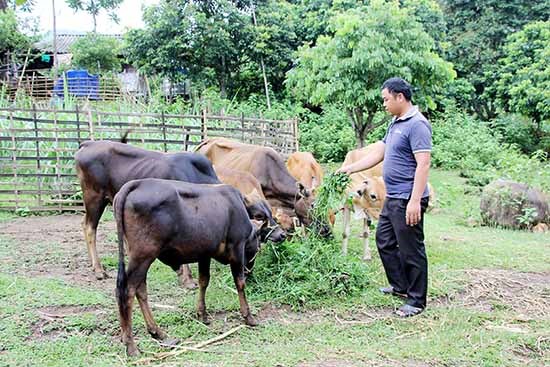 Nhân dân xã Chiềng Cang đẩy mạnh chăn nuôi gia súc.