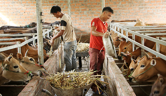 Mô hình chăn nuôi bò nhốt chuồng ở xã Chiềng Khương (Sông Mã).