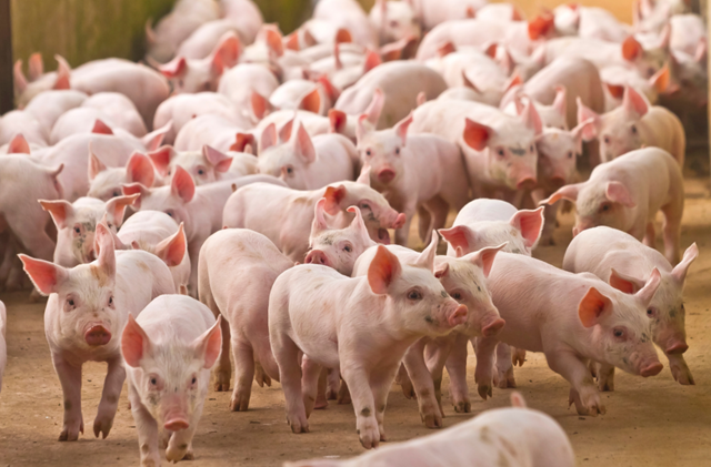 Giá lợn hơi hôm nay giảm rải rác tại một số tỉnh thành - Ảnh minh họa