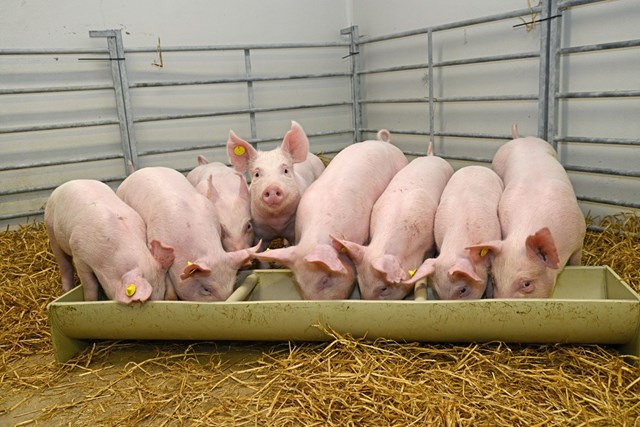Mức giá lợn hơi thu mua cao nhất đang ở 72.000 đ/kg - Ảnh minh họa