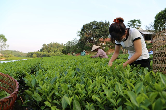 Công ty cổ phần Chè Phong Hải (Lào Cai) luôn cố gắng hết sức để giữ nhịp độ sản xuất và đời sống của nhân viên