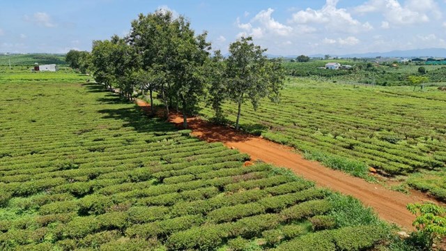 Với lợi thế về khí hậu ôn hòa hai mùa mưa nắng, vùng đất đỏ bazan, có độ ẩm cao rất phù hợp cho cây chè phát triển.