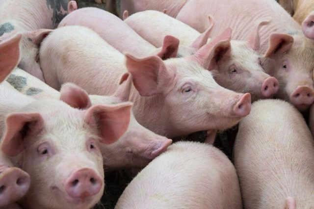 Hiện nay, giá thu mua lợn hơi đang dao động trong khoảng 50.000 - 56.000 đồng/kg - Ảnh minh họa.