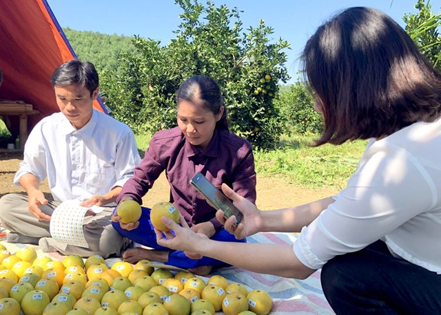 Người tiêu dùng sử dụng điện thoại truy xuất nguồn gốc cam hữu cơ của Tổ hợp tác sản xuất cam hữu cơ xã Tân Thành (Hàm Yên) ngay tại vườn.