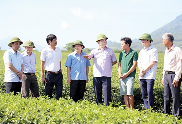 Đồng chí Phó Chủ tịch UBND tỉnh Nguyễn Thanh Hải chỉ đạo phát triển vùng nguyên liệu sản xuất chè xanh ở huyện Thanh Sơn, tỉnh Phú Thọ.
