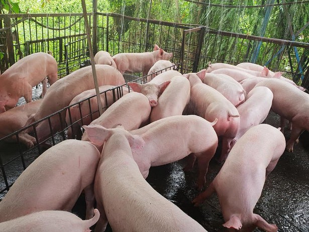 Hiện nay, giá lợn hơi được thu mua trong khoảng 44.000 - 49.000 đồng/kg