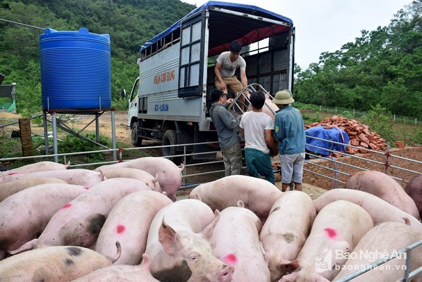 Hiện nay, giá lợn hơi được thu mua trong khoảng 45.000 - 50.000 đồng/kg. - Ảnh minh họa.