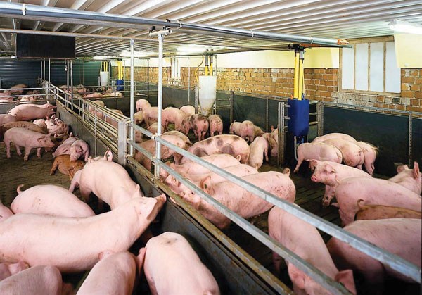 Hiện giá lợn hơi đang giao dịch quanh ngưỡng 54.000 - 59.000 đ/kg - Ảnh minh họa.