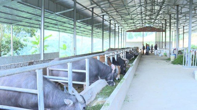 Huyện Yên Minh hiện có 23 gia trại chăn nuôi quy mô lớn - Ảnh: HGTV.