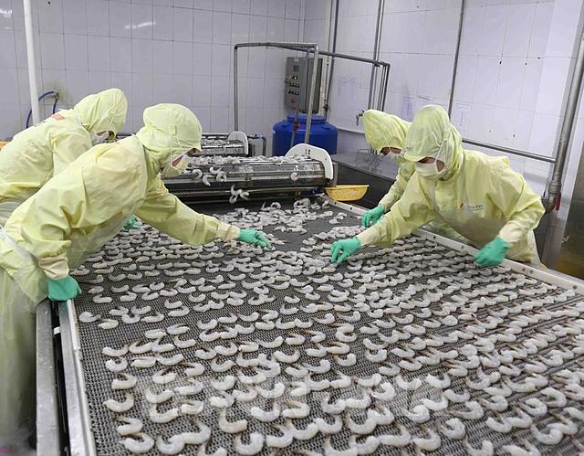 Cấp đông sản phẩm tôm xuất khẩu tại nhà máy của Tập đoàn Thủy sản Minh Phú tỉnh Cà Mau. Ảnh: Vũ Sinh - TTXVN
