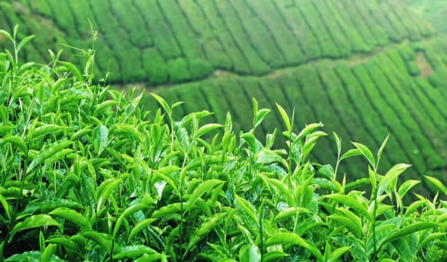 Kỳ vọng mở rộng thị phần cho cà phê, chè Việt Nam ra thị trường quốc tế - Ảnh 2