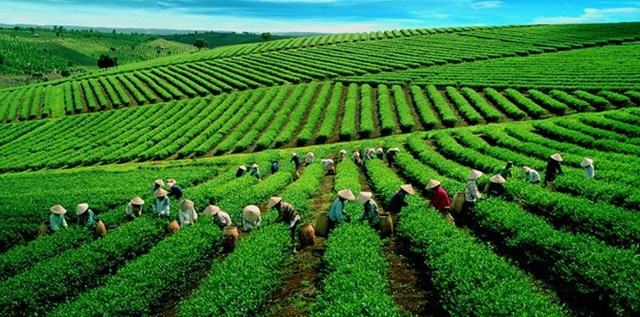 Kỳ vọng mở rộng thị phần cho cà phê, chè Việt Nam ra thị trường quốc tế - Ảnh 3