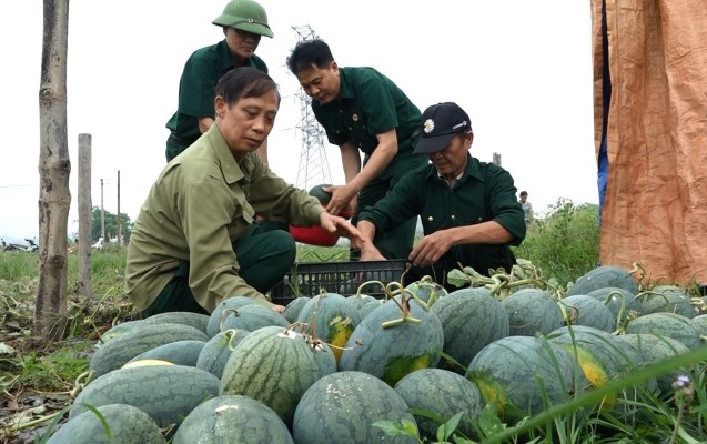 Tổ hợp tác trồng dưa hấu của cựu chiến binh xã Thanh Lương, Thị xã Nghĩa Lộ