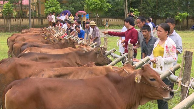 Hội viên nông dân được hỗ trợ vay bò trả bê để phát triển kinh tế